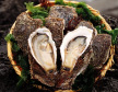 Iwagaki oysters-2