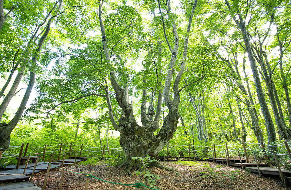 Shishigahana Marsh is a mysterious space created by a group of giant trees, including one of Japan’s largest beech “Agariko Daio”