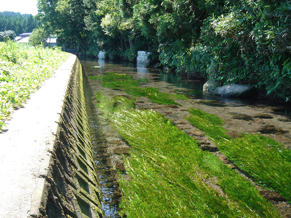 The Ushiwata River where the spring water of Mt. Chokai flows The Ushiwata River where the spring water of Mt. Chokai flows