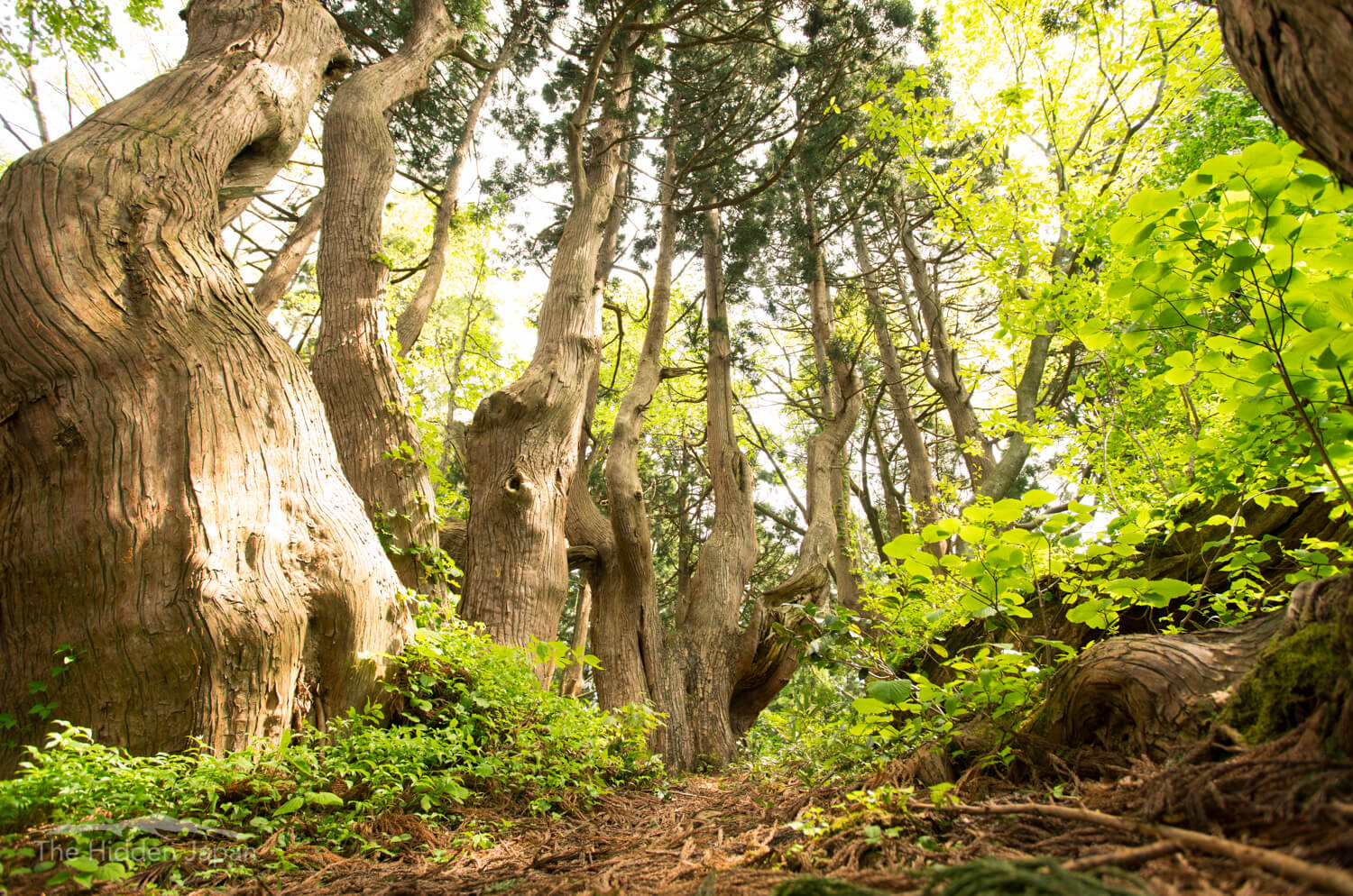 “Fantasy Forest” is a mysterious spot where huge natural cedar trees over 1000 years old grow naturally “Fantasy Forest” is a mysterious spot where huge natural cedar trees over 1000 years old grow naturally